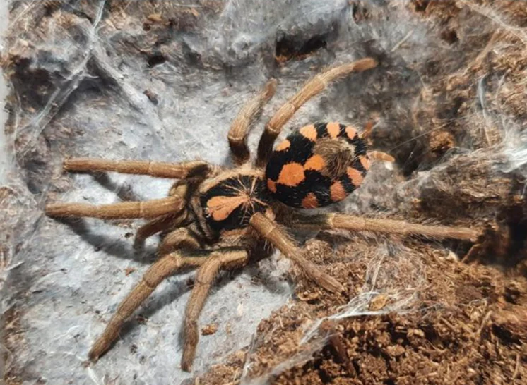 Dwarf Tarantulas