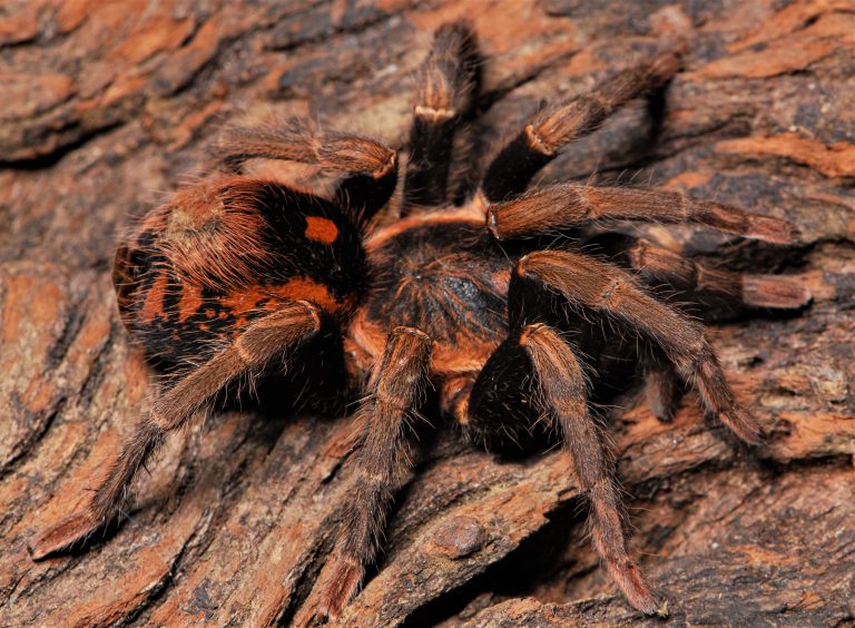 Available Wholesale Invertebrates