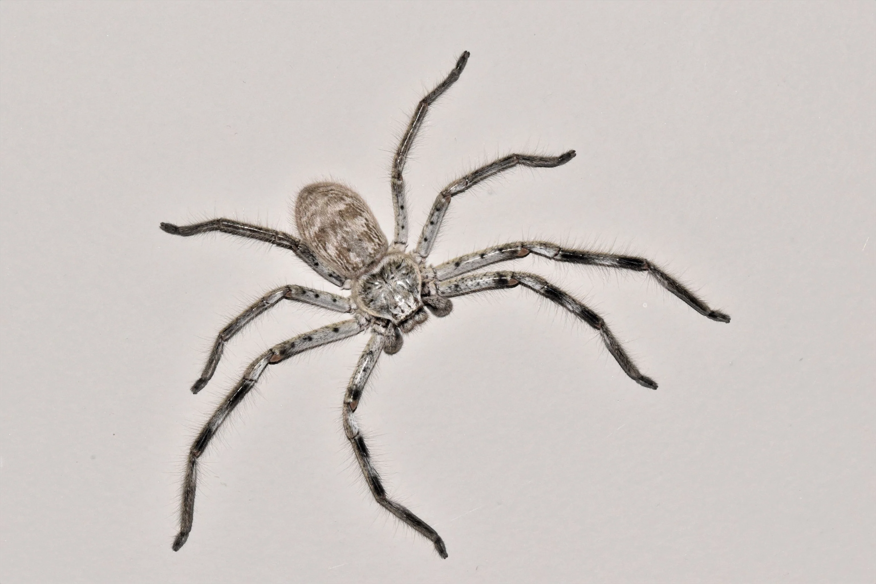 True Spiders
