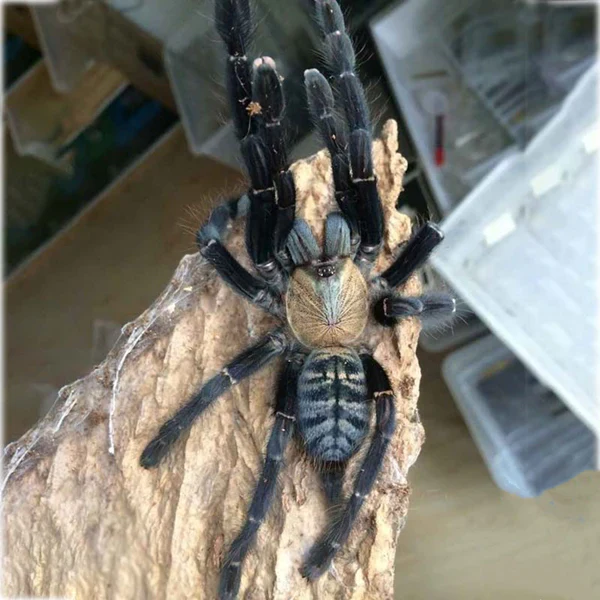 All Invertebrates & Tarantulas For Sale
