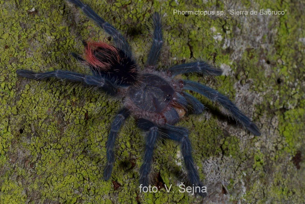 New World Tarantulas